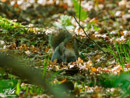 Grey Squirrel - Wiewiórka Szara